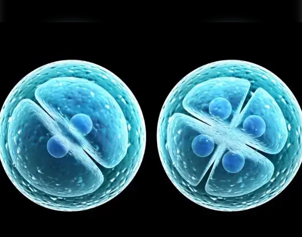 胚胎冷冻：质量影响小，复苏后需关注四种情况