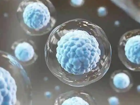 取卵后移植鲜胚的条件：子宫内膜厚度是关键门槛