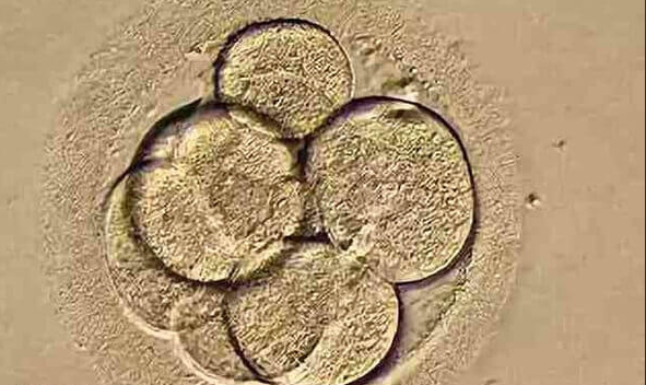 警惕！试管移植频率过高，身体伤害难以逆转