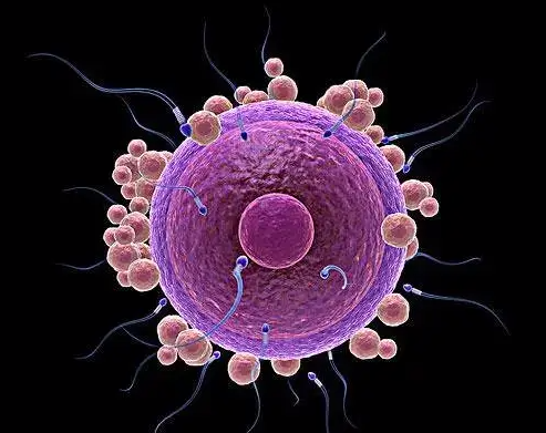 多囊卵巢促排后空卵泡：方案选择是关键