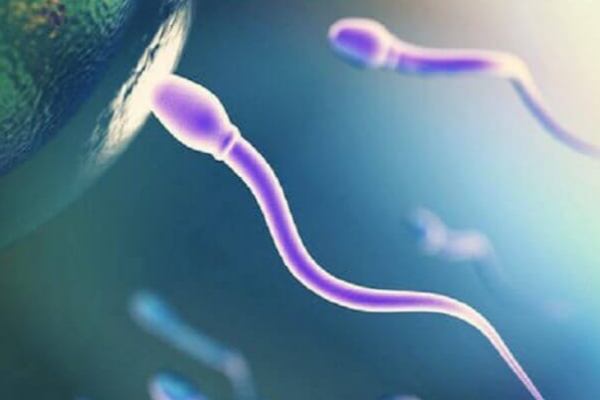 山东试管婴儿：精索静脉曲张能否做试管婴儿不好说，精子质量是关键