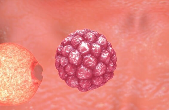 山东大学附属生殖医院：6ca囊胚质量评估与成功着床几率解析