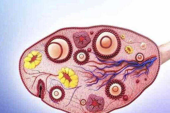 山东大学附属生殖医院：黄体期方案促排优缺点并存，仅适合四类人群