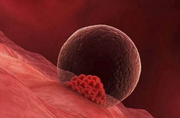 胚胎是怎么着床的？试管移植后胚胎在子宫里干什么