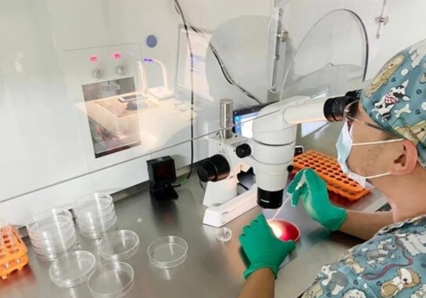 试管婴儿减胎：风险最小时机与胚胎体积的关联解析