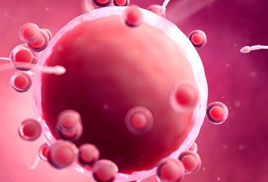 试管婴儿：希望背后的隐忧