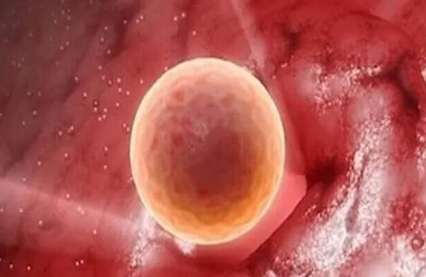 卵子质量不佳：胎儿健康的潜在威胁，发育迟缓或成关键信号