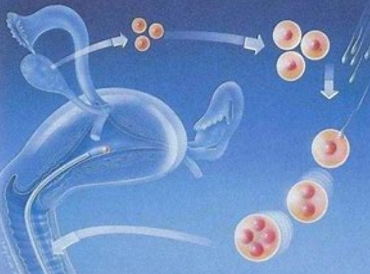 北京试管婴儿医院：试管促排成功要素全解析-医疗方案与心理准备缺一不可
