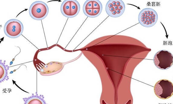 黄体功能不全对试管婴儿的影响：成功率风险与应对策略