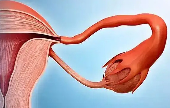 女生排卵期同房怀孕几率及提升受孕率的7大方法