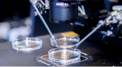 一文详解格鲁吉亚试管婴儿全流程