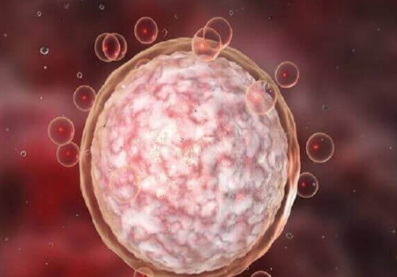 鲜胚移植禁忌症全解析：内膜回声不均需谨慎评估