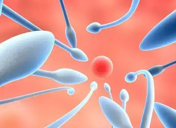 孕育新希望：男女双方共筑健康宝宝梦