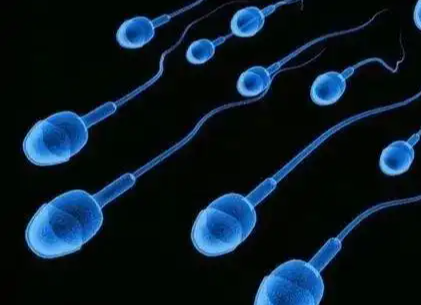 美国EFC生殖中心三代试管婴儿：男性为何需提前3个月备孕？