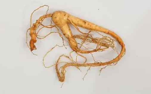 男性补肾优选：海参牡蛎片与龟鹿补肾丸的深度解析