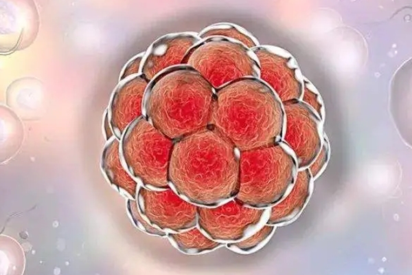 北京试管婴儿医院：提升多囊女性试管成功率-优化卵子质量是关键