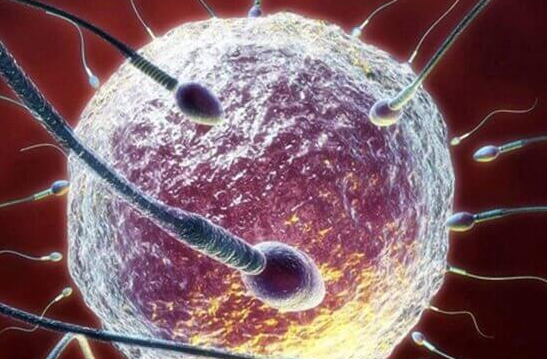 精子畸形率高别慌，中西医协同破解生育难题