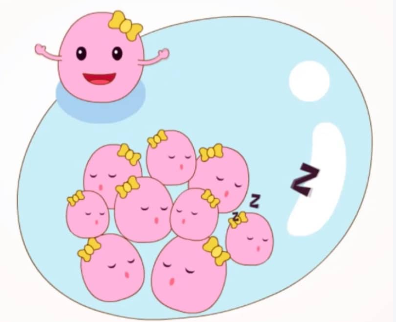 美国EFC生殖中心三代试管婴儿：轻松掌握卵子质量评测方法