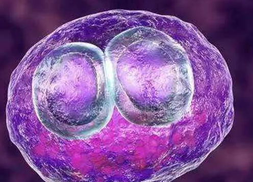 试管双胞胎：高风险背后的营养与健康挑战