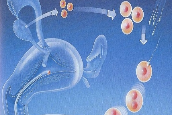 格鲁吉亚Universe：高龄女性做试管多次促排卵的原因