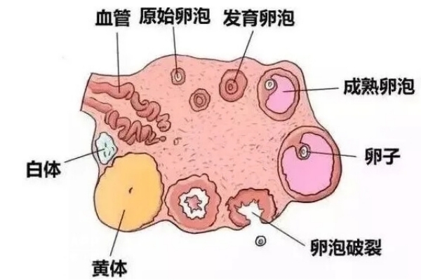 泰国千禧生殖中心：试管婴儿前AFC窦卵泡检查的重要性