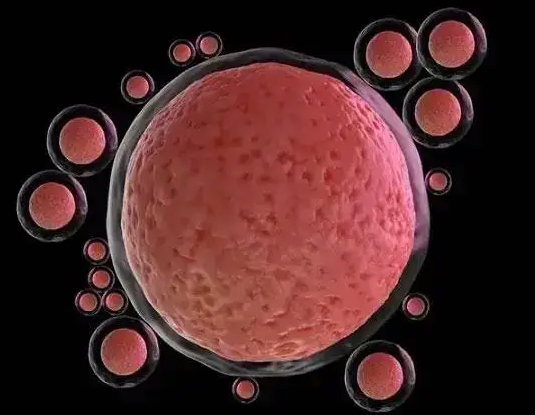 B超显示6个窦卵泡，促排能取多少卵子？个体差异是关键