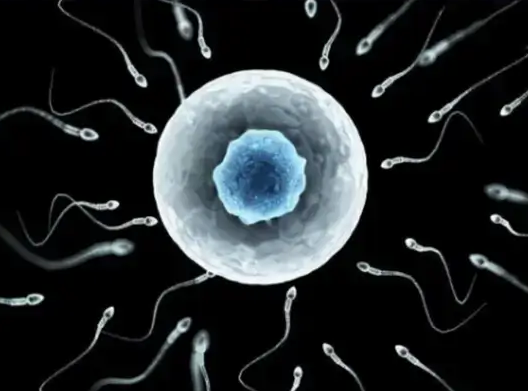 美国CCRH生殖中心：死精症做试管婴儿的受孕成功率-精子存活率的决定性影响