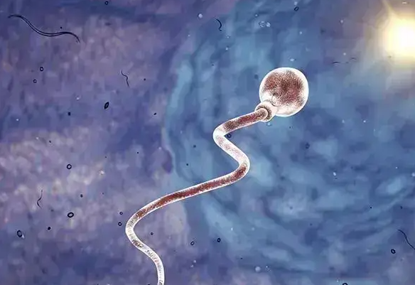 高龄男性精囊炎的综合治疗策略