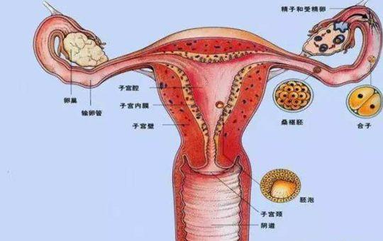 备孕前评估卵巢功能除了AMH，还要看这2个指标的好坏！