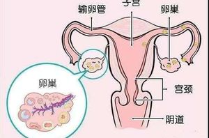 FSH、AMH是个啥?卵巢功能好不好看这些指标!