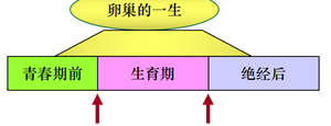 卵巢功能评估的3个维度,你的卵巢早衰了吗?