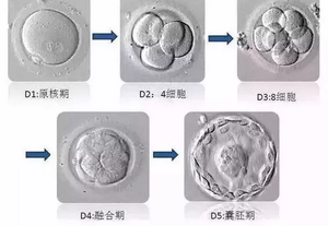 北京协和试管婴儿养囊成功率低?何方方主任揭晓真相