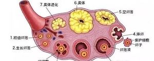 试管婴儿对卵泡有要求吗?不排卵进行促排卵是否有效?