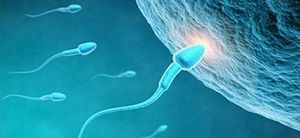 男人该怎么调理Y精子存活率才能生男孩？