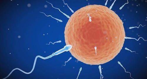 取精后精子恢复多长时间才能备孕？