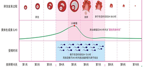 备孕期间通过排卵试纸测出强阳性要不要立马同房？