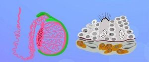做精子检测睾丸活检和穿刺哪个伤害更小？