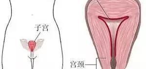 子宫内膜薄如纸？该如何调理实现好孕？