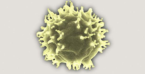 吞噬细菌且防御疾病!白细胞对人体的3大作用揭秘