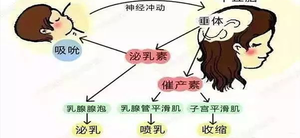 哺乳期纯母乳喂养奶水现吃现产是真的吗?