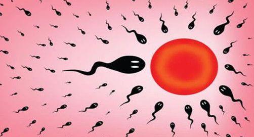 卵泡期同房一定几率会怀孕要做好避孕措施