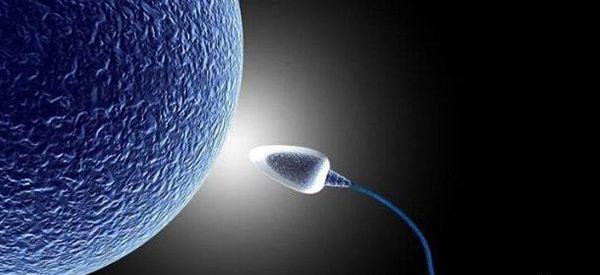 三代试管取卵后最晚在几个小时内必须和精子结合？