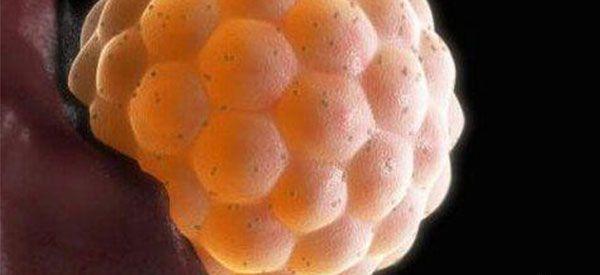 冻胚解冻后为什么会升级成为桑椹胚胎？