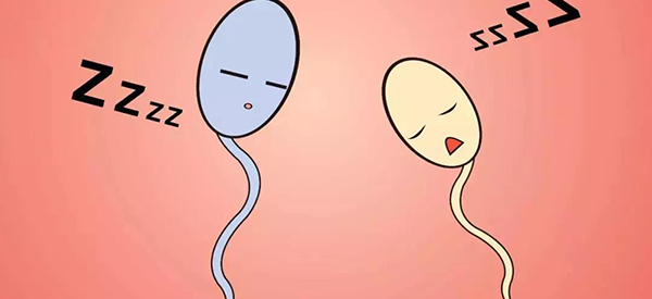 女性多次胎停和男性的精子成活率有关系吗？