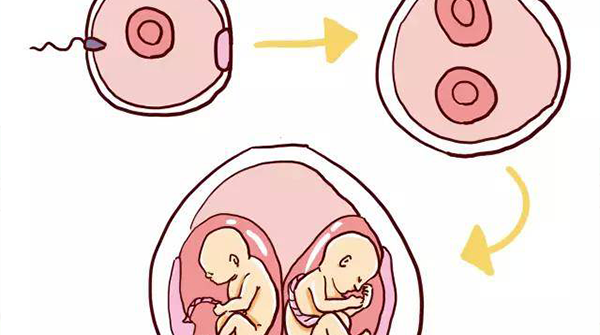 6+2周b超检查发现一孕囊两胎芽这样危险吗？