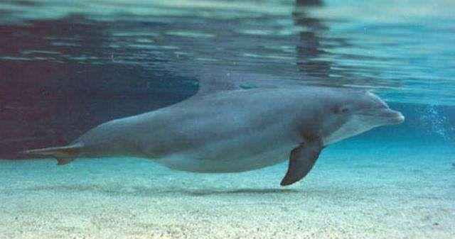 怀孕7个月梦见海豚游向自己是什么意思？