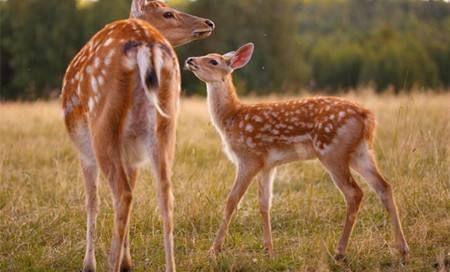 怀孕35周梦见一群梅花鹿在奔跑是什么意思？