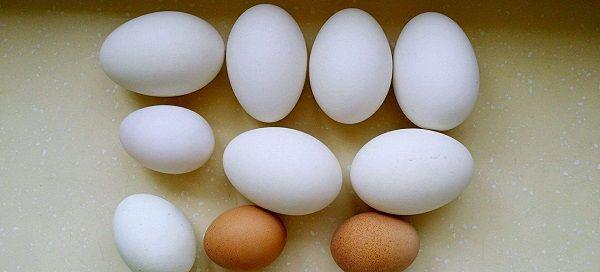 孕妇吃鹅蛋好处有5点，但去胎毒说法真不靠谱
