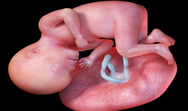孕晚期危险！为你详解前置胎盘是什么，分类及图片一览