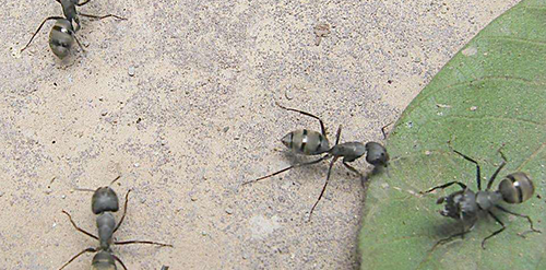 孕妇梦见蚂蚁的寓意你都知道吗?不知道的请看这里